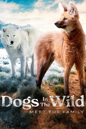 Dogs in the Wild Poster
